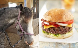 Horse Meat Beef Burger